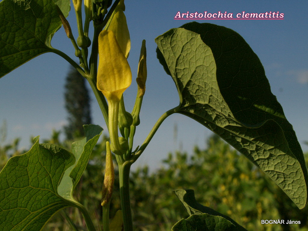 gynostemium Plantarium