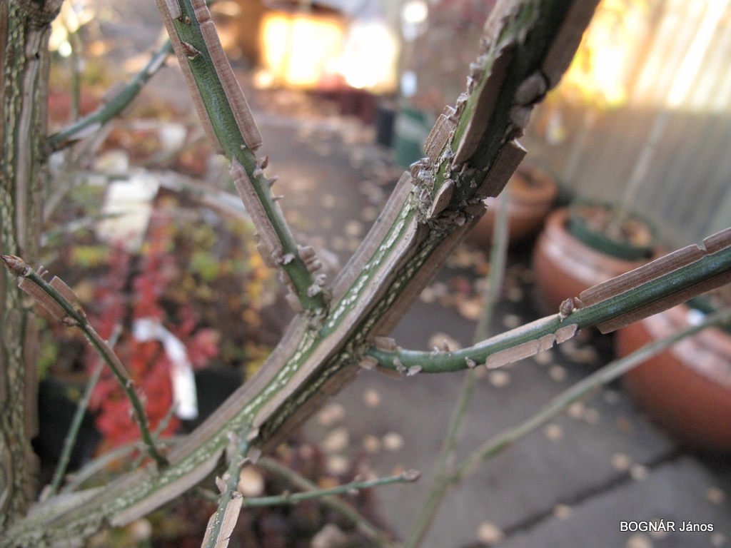 Szövettan – periderma | Plantarium